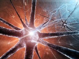 Neuronennetzwerk